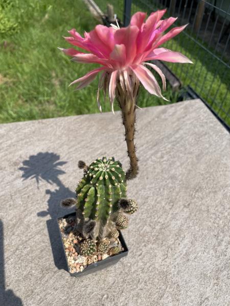 Echinopsis Hybr. rot/violett